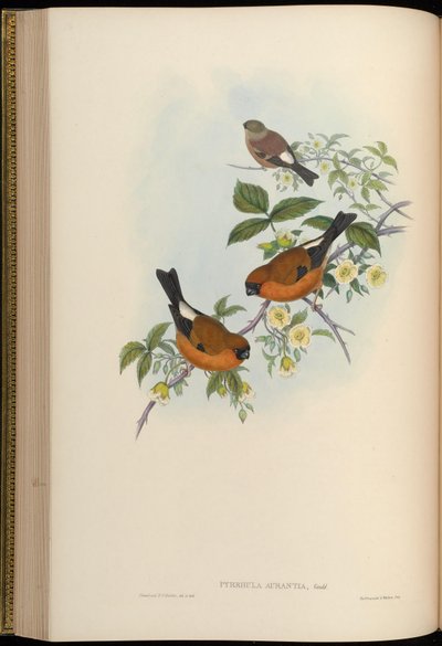 Pyrrhula aurantia = Pyrrhula aurantiaca - John Gould